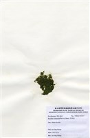 藏品(布氏藻)的圖片